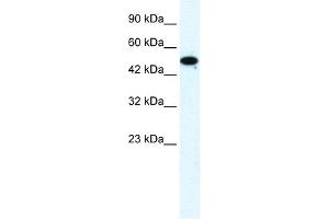 FLJ31875 antibody (20R-1120) used at 0. (ZNF778 Antikörper  (Middle Region))