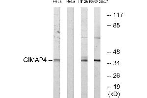 Western blot analysis of extracts from HeLa cells, HT-29 cells and RAW264. (GIMAP4 Antikörper  (Internal Region))