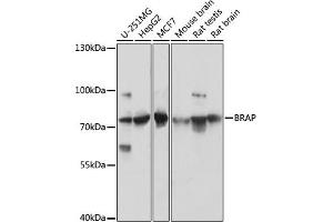 Western blot analysis of extracts of various cell lines, using BRAP antibody (ABIN7265922) at 1:3000 dilution. (BRAP Antikörper  (AA 1-200))