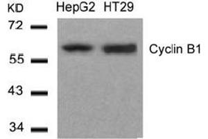 Image no. 3 for anti-Cyclin B1 (CCNB1) (Ser147) antibody (ABIN401649) (Cyclin B1 Antikörper  (Ser147))