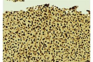 ABIN6277273 at 1/100 staining Mouse liver tissue by IHC-P. (GNB2L1 Antikörper  (Internal Region))
