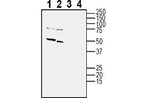 Western blot analysis of mouse brain membranes (lanes 1 and 3) and rat brain membranes (lanes 2 and 4): 1-2. (Cholinergic Receptor, Nicotinic, alpha 7 (Neuronal) (CHRNA7) Peptid)