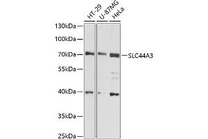 Western blot analysis of extracts of various cell lines, using SLC44 antibody (ABIN6130186, ABIN6148002, ABIN6148003 and ABIN6216584) at 1:3000 dilution. (SLC44A3 Antikörper  (AA 60-220))