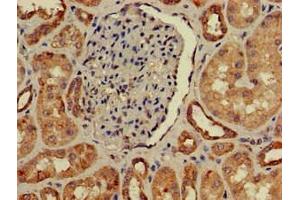 Immunohistochemistry of paraffin-embedded human kidney tissue using ABIN7156860 at dilution of 1:100 (IL22RA2 Antikörper  (AA 22-263))