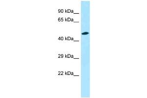 WB Suggested Anti-Opn3 Antibody Titration: 1. (OPN3 Antikörper  (C-Term))