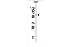 Image no. 1 for anti-Kruppel-Like Factor 4 (Gut) (KLF4) (N-Term) antibody (ABIN357864) (KLF4 Antikörper  (N-Term))