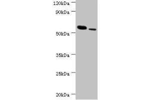 Western blot All lanes: RNF8 antibody at 11 μg/mL Lane 1: Hela whole cell lysate Lane 2: 293T whole cell lysate Secondary Goat polyclonal to rabbit IgG at 1/10000 dilution Predicted band size: 56, 11, 51 kDa Observed band size: 56 kDa