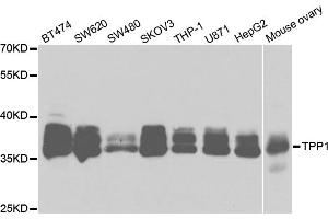 Western blot analysis of extracts of various cell lines, using TPP1 antibody (ABIN5973279) at 1/1000 dilution. (TPP1 Antikörper)