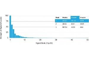 Analysis of Protein Array containing more than 19,000 full-length human proteins using ERCC1 Mouse Monoclonal Antibody (ERCC1/2318). (ERCC1 Antikörper  (AA 191-281))