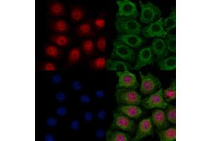 ABIN7094191 and ABIN7098236 staining HepG2 cells by IF/ICC.