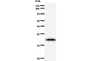 Western Blotting (WB) image for anti-Cysteine-serine-Rich Nuclear Protein 1 (CSRNP1) antibody (ABIN931016) (AXUD1 Antikörper)