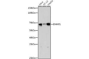 Western blot analysis of extracts of various cell lines, using DM antibody (ABIN7266814) at 1:1000 dilution. (DMAP1 Antikörper)