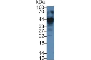 Detection of CASP12 in Human Jurkat cell lysate using Polyclonal Antibody to Caspase 12 (CASP12) (Caspase 12 Antikörper  (AA 1-244))