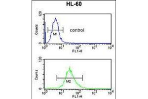 Flow cytometric analysis of HL-60 cells (bottom histogram) compared to a negative control cell (top histogram). (SELENBP1 Antikörper  (C-Term))