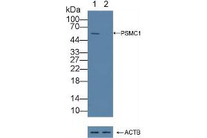Western Blotting (WB) image for anti-Proteasome (Prosome, Macropain) 26S Subunit, ATPase, 1 (PSMC1) (AA 1-440) antibody (ABIN7442210)