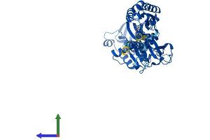Protein Structure (PS) image for Ectonucleoside Triphosphate diphosphohydrolase 2 (ENTPD2) (AA 1-495) protein (His tag) (ABIN7562467)