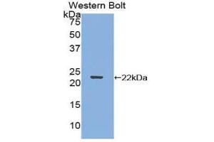 Western Blotting (WB) image for anti-Early Growth Response 1 (EGR1) (AA 282-433) antibody (ABIN1858700) (EGR1 Antikörper  (AA 282-433))