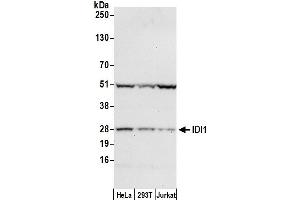 anti-Isopentenyl-Diphosphate delta Isomerase 1 (IDI1) (AA 1-50) antibody