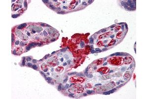 Anti-MSX2 antibody IHC of human placenta. (Msx2/Hox8 Antikörper  (AA 101-201))