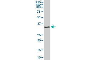 Cathepsin Z Antikörper  (AA 1-303)