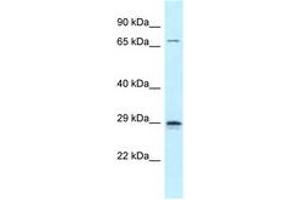 Image no. 1 for anti-Neurogenin 2 (NEUROG2) (C-Term) antibody (ABIN6747814)