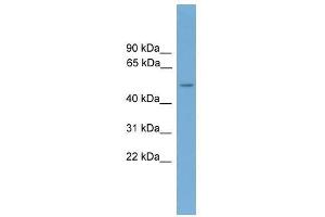 CADM3 antibody used at 0. (CADM3 Antikörper  (Middle Region))