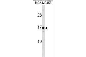 Western Blotting (WB) image for anti-High Mobility Group Nucleosomal Binding Domain 3 (HMGN3) (AA 1-30), (N-Term) antibody (ABIN1538803)