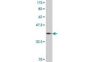 Western Blot detection against Immunogen (37 KDa) . (CRTC2 Antikörper  (AA 595-693))