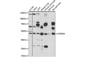 Western blot analysis of extracts of various cell lines, using FAM83A antibody (ABIN6294146) at 1:1000 dilution. (FAM83A Antikörper)