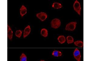 Confocal immunofluorescence analysis of L929 cells using DAO Polyclonal Antibody at dilution of 1:100. (D Amino Acid Oxidase Antikörper)