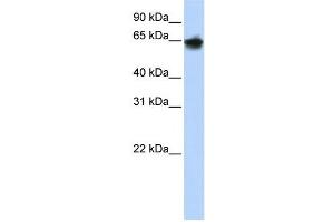 Cytokeratin 1 antibody used at 1 ug/ml to detect target protein. (Cytokeratin 1 Antikörper)