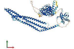 Protein Structure (PS) image for ArfGAP with Coiled-Coil, Ankyrin Repeat and PH Domains 1 (ACAP1) (AA 1-740) protein (His tag) (ABIN7564634)