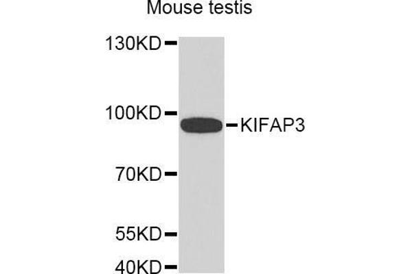 KIFAP3 Antikörper  (AA 1-200)