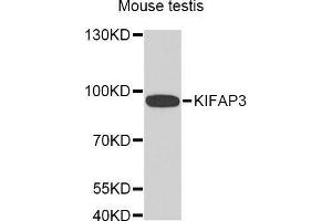 Western Blotting (WB) image for anti-Kinesin Associated Protein 3 (KIFAP3) (AA 1-200) antibody (ABIN1680591) (KIFAP3 Antikörper  (AA 1-200))