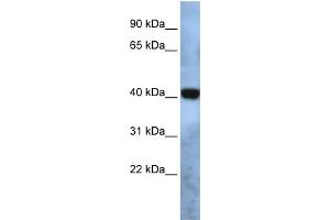 WB Suggested Anti-TMEM115 Antibody Titration:  0.