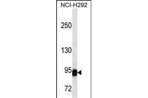 BCL6 Antibody (C-term) (ABIN1536594 and ABIN2843796) western blot analysis in NCI- cell line lysates (35 μg/lane). (BCL6 Antikörper  (C-Term))