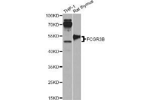 Western blot analysis of extracts of various cell lines, using FCGR3B antibody (ABIN6292672) at 1:1000 dilution. (FCGR3B Antikörper)