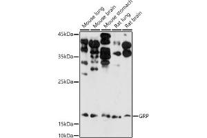 Western blot analysis of extracts of various cell lines, using GRP antibody (ABIN6127573, ABIN6141433, ABIN6141434 and ABIN6222002) at 1:1000 dilution. (Gastrin-Releasing Peptide Antikörper  (AA 1-148))