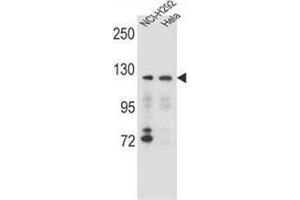 Western blot analysis in NCI-H292,Hela cell line lysates (35ug/lane) using Sorting nexin-13 (SNX13) Antibody (C-term).