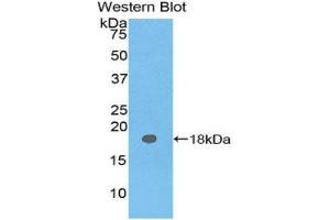 Western Blotting (WB) image for anti-Carcinoembryonic Antigen Gene Family (CEA) (AA 93-221) antibody (ABIN1077898) (CEA Antikörper  (AA 93-221))