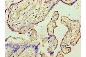 Immunohistochemistry of paraffin-embedded human placenta tissue using ABIN7144296 at dilution of 1:100 (Annexin A9 Antikörper  (AA 8-345))