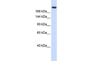 WB Suggested Anti-LAMC1 Antibody Titration: 0. (Laminin gamma 1 Antikörper  (Middle Region))