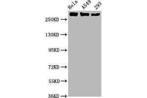 Western Blot Positive WB detected in Hela whole cell lysate,A549 whole cell lysate,293 whole cell lysate All lanes Phospho-POLR2A antibody at 1. (Rekombinanter POLR2A/RPB1 Antikörper  (pSer2))