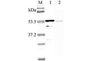 Western blot analysis using anti-Nampt (human), pAb  at 1:2'000 dilution. (NAMPT Antikörper  (Biotin))