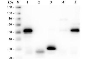 Western Blot of Unconjugated Anti-Rabbit IgG (H&L) (SHEEP) Antibody (Min X Hu, Gt, Ms Serum Proteins). (Schaf anti-Kaninchen IgG Antikörper (DyLight 800) - Preadsorbed)