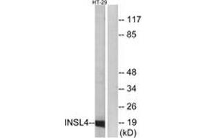 Western blot analysis of extracts from HT-29 cells, using INSL4 Antibody. (INSL4 Antikörper  (AA 41-90))