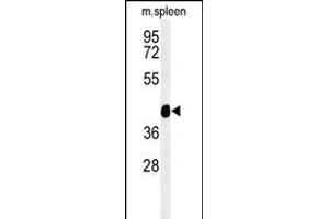 Western blot analysis of TEKT4 Antibody (Center) (ABIN651272 and ABIN2840163) in mouse spleen tissue lysates (35 μg/lane). (Tektin 4 Antikörper  (AA 132-161))
