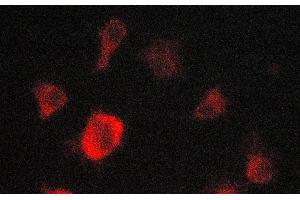 ABIN6269182 staining A549 cells by ICC/IF. (EPOR Antikörper)
