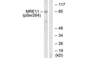 Western blot analysis of extracts from NIH-3T3 cells treated with forskolin 40nM 30', using MRE11 (Phospho-Ser264) Antibody. (Mre11 Antikörper  (pSer264))
