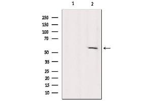 Western blot analysis of extracts from Sp2/0, using KIF12 Antibody. (KIF12 Antikörper  (N-Term))
